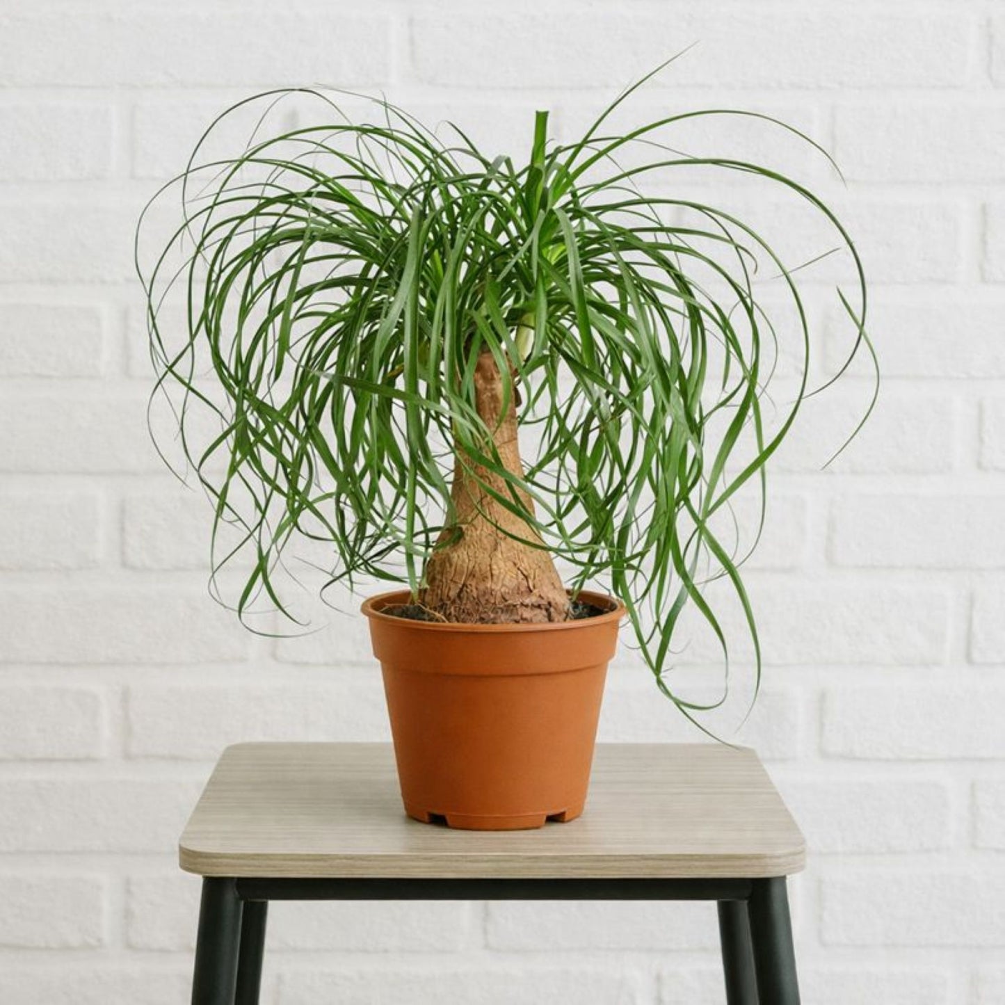 ponytail elephant foot palm on a stool and white brick background