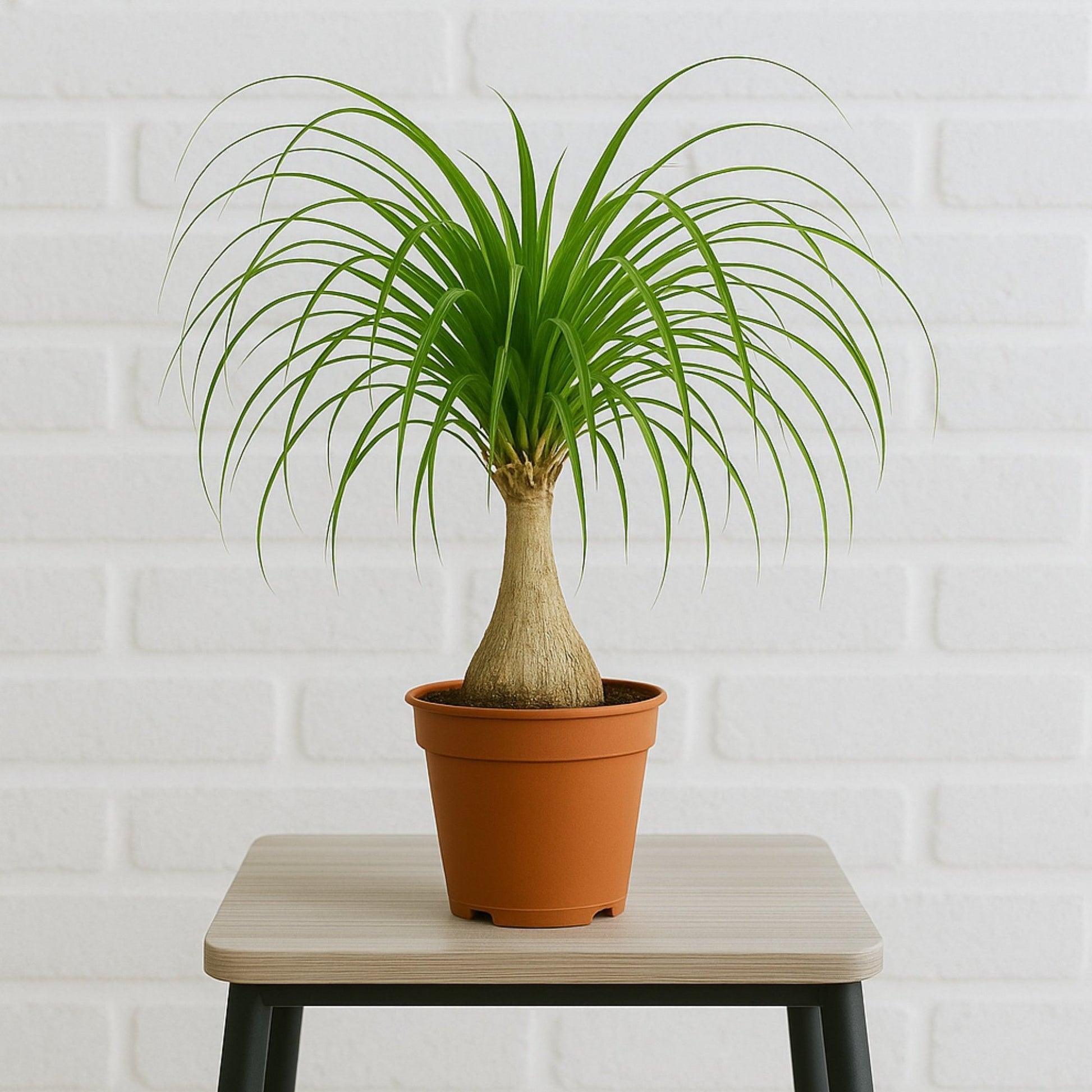 ponytail elephant foot palm on a stool and white brick background