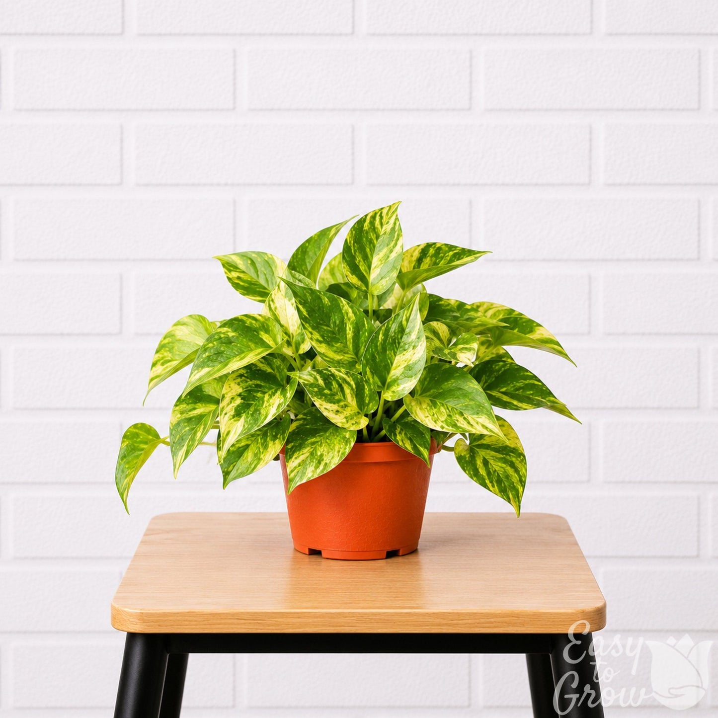 Golden Pothos houseplant in grower pot on a stool