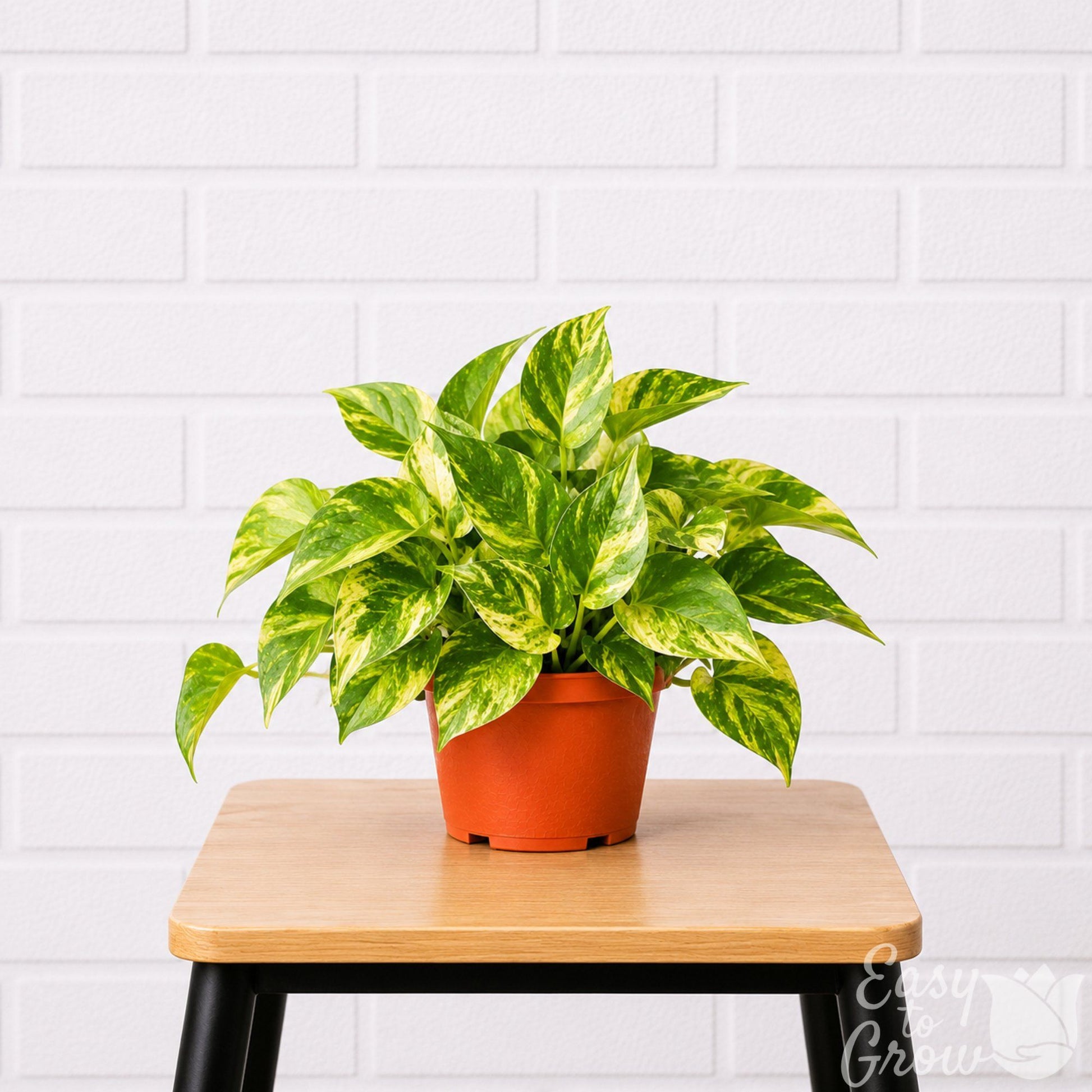 Golden Pothos houseplant in grower pot on a stool