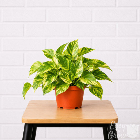Golden Pothos houseplant in grower pot on a stool