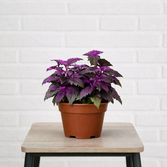 Purple passion houseplant in a growers pot and placed on a stool
