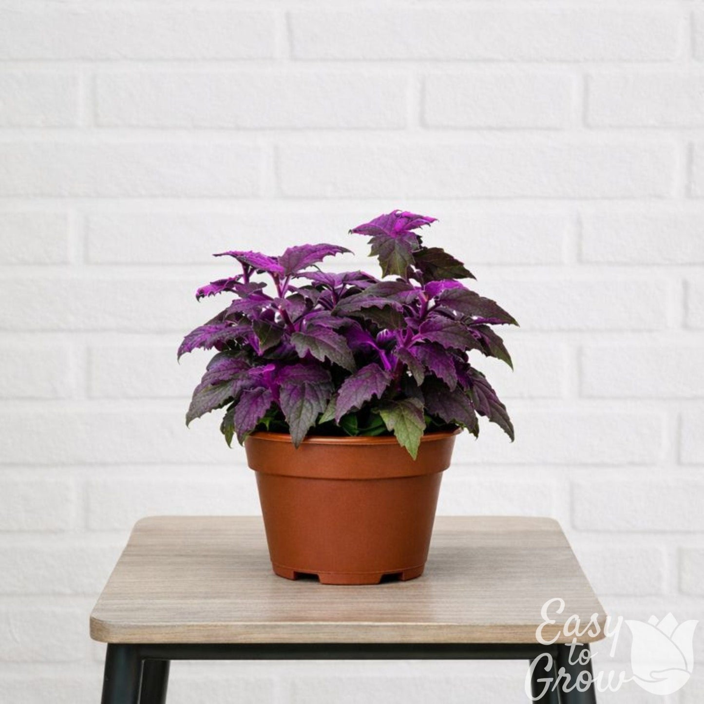 Purple passion houseplant in a growers pot and placed on a stool