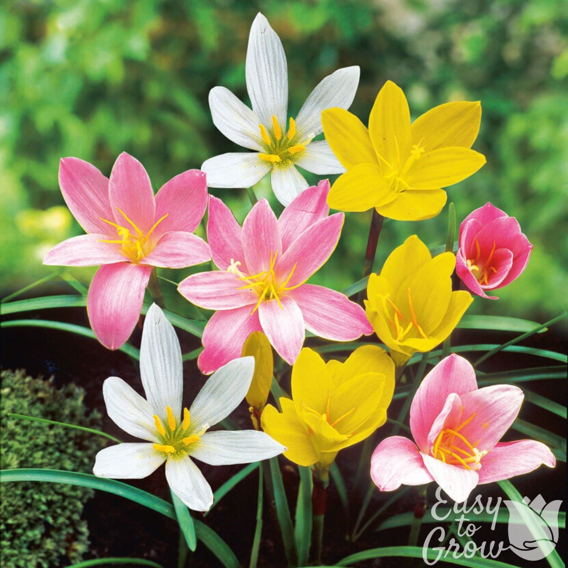 mixed rain lilies white yellow pink