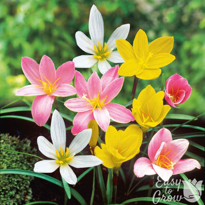 mixed rain lilies white yellow pink