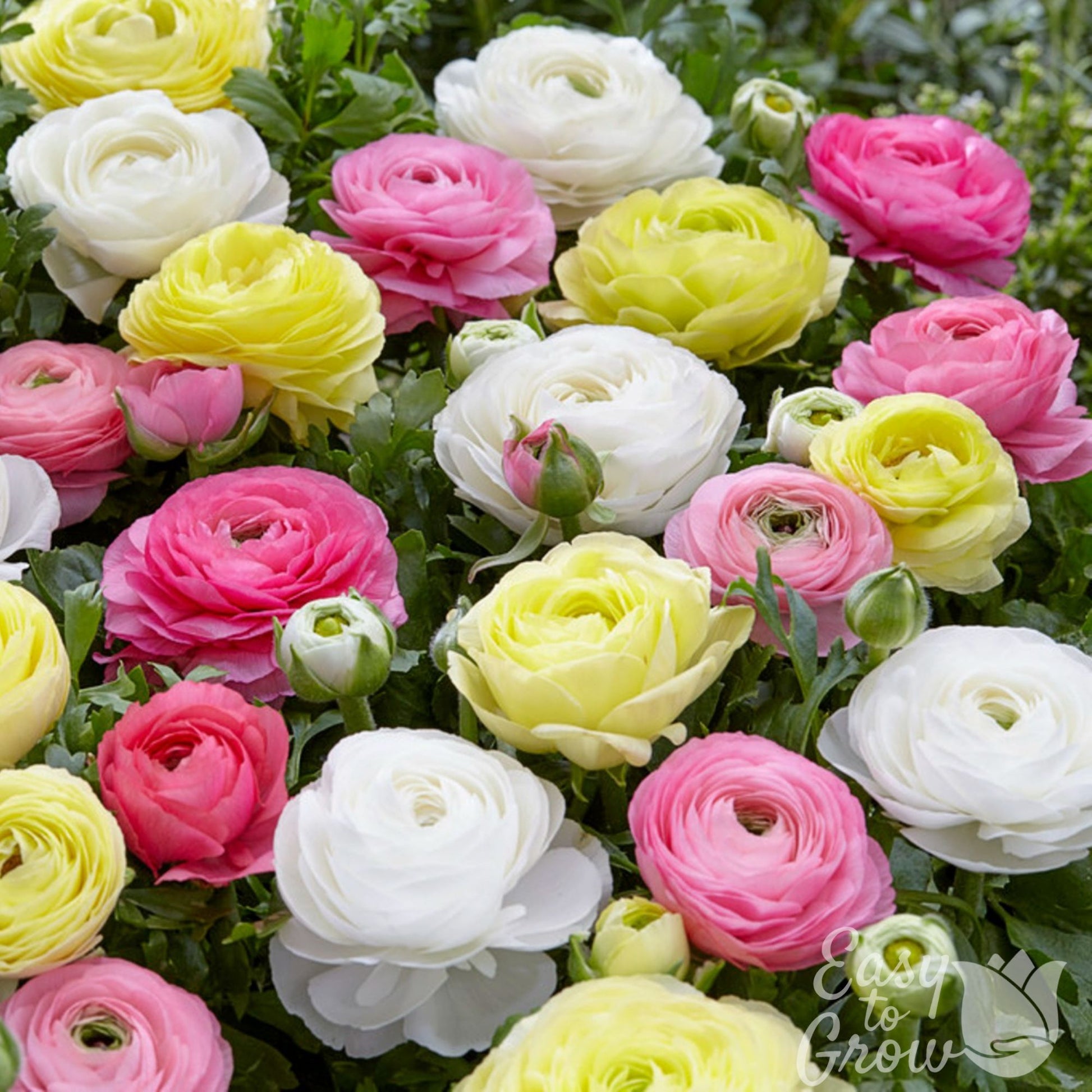 Mix of Ranunculus pastel colors in white, pink and yellow