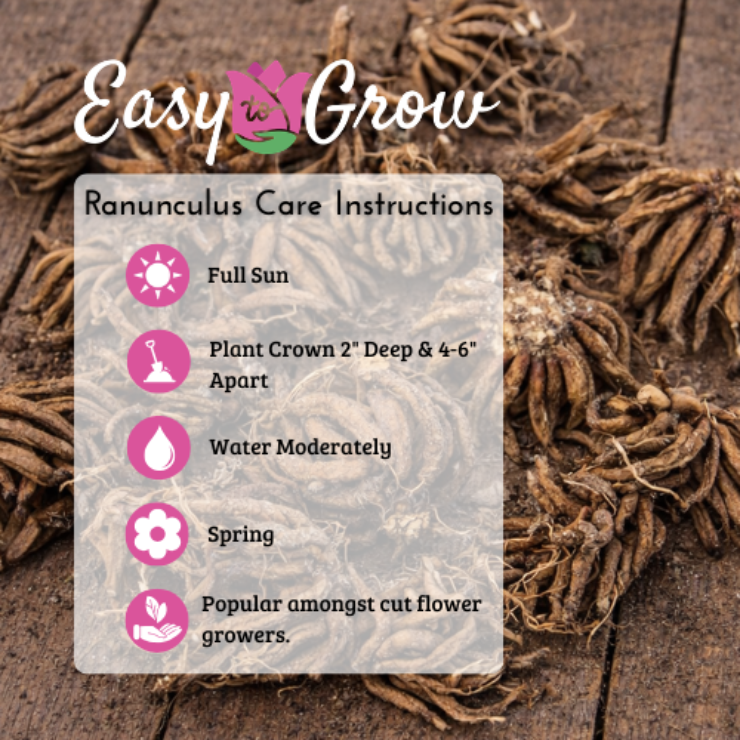Ranunculus Care Instructions 