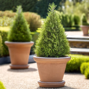 rosemary topiary in a pot