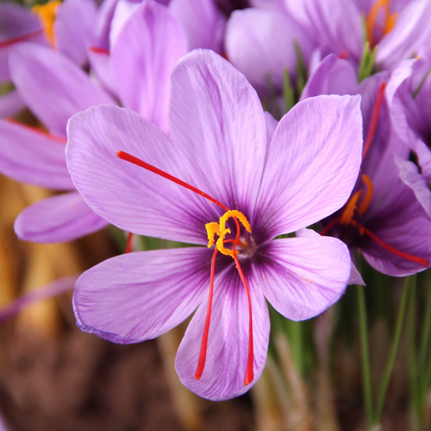 Saffron Crocus Flower Closeup