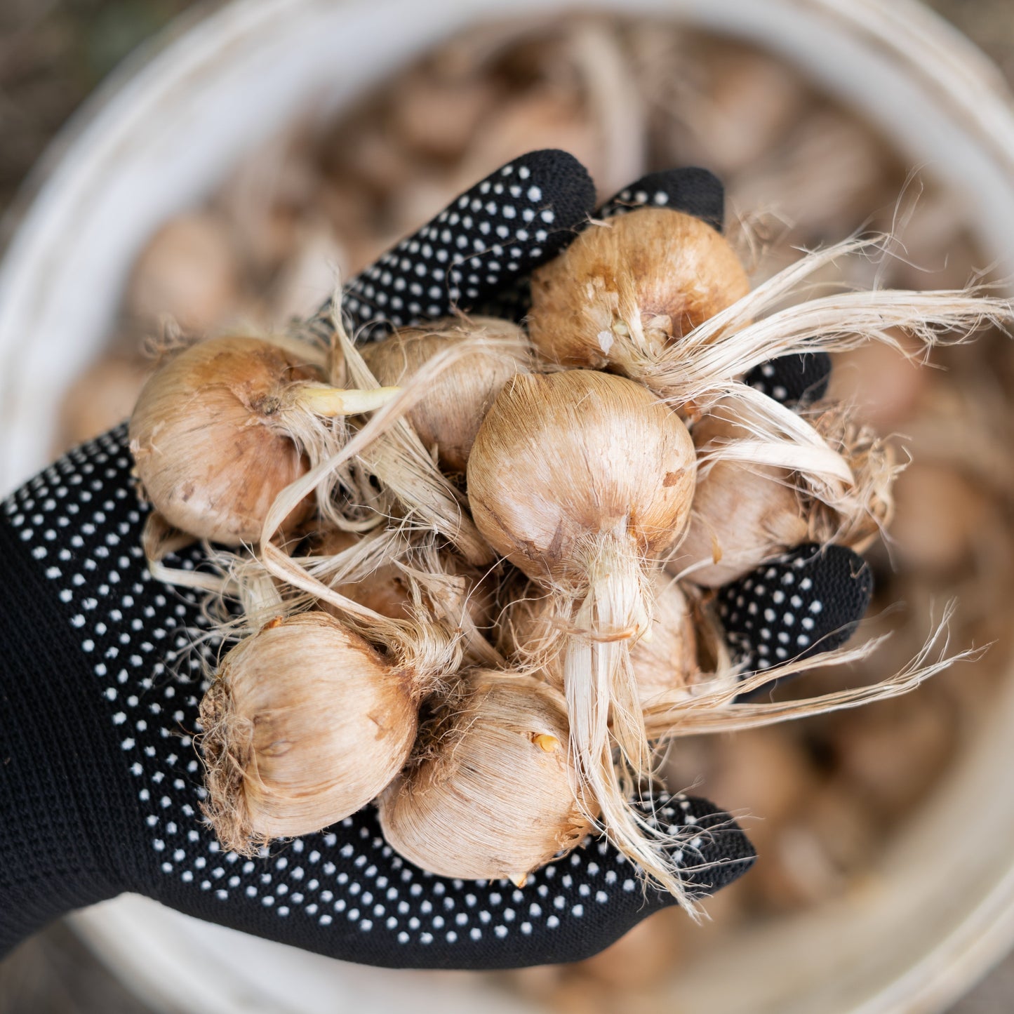 Saffron Crocus Sativus for Planting
