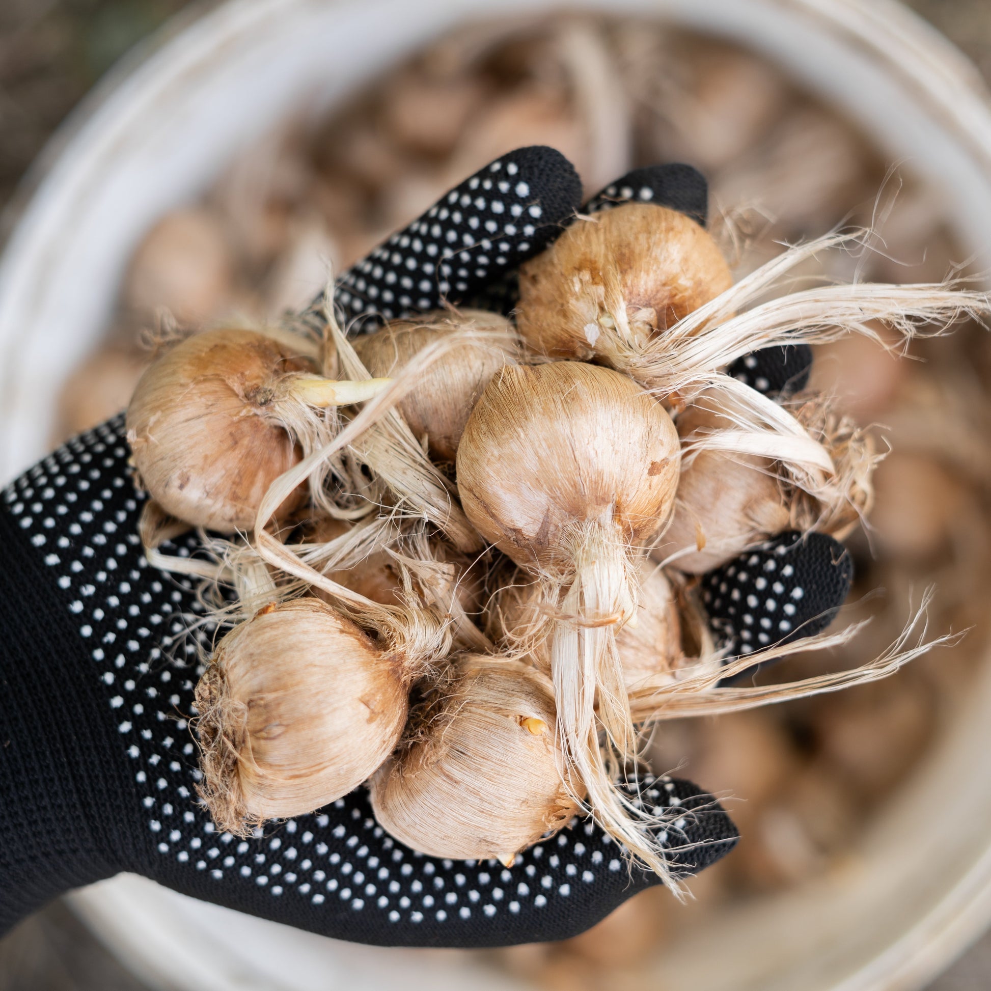 Saffron Crocus Sativus for Planting