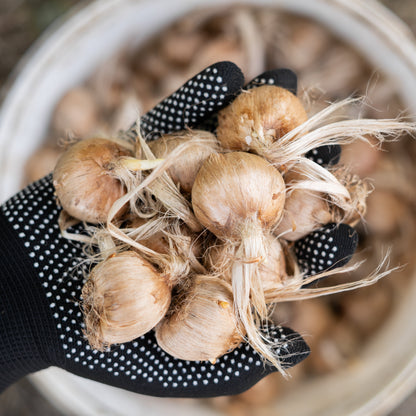 Saffron Crocus Sativus for Planting