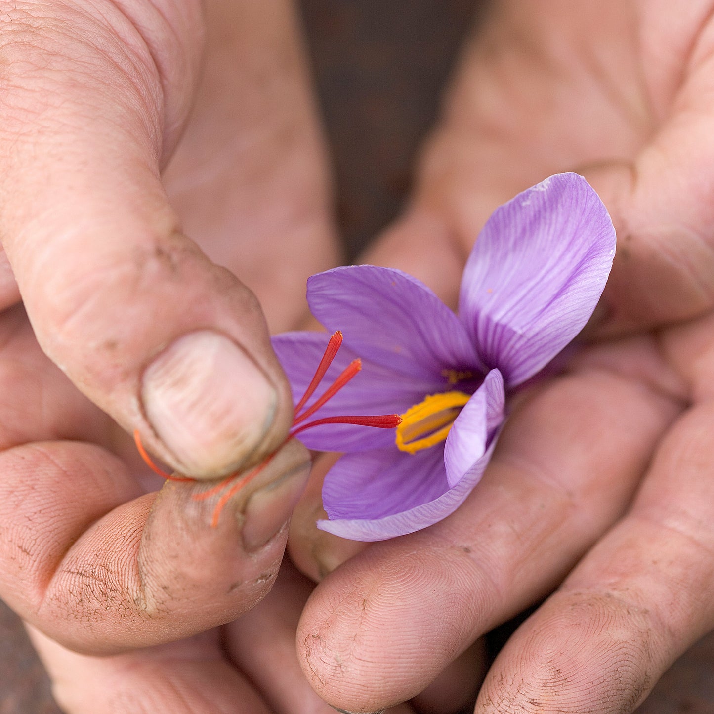 How to Extract Saffron Stigma From Flower