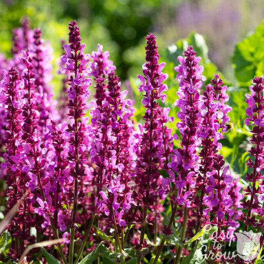Salvia Lyrical Rose pink blooms in the garden