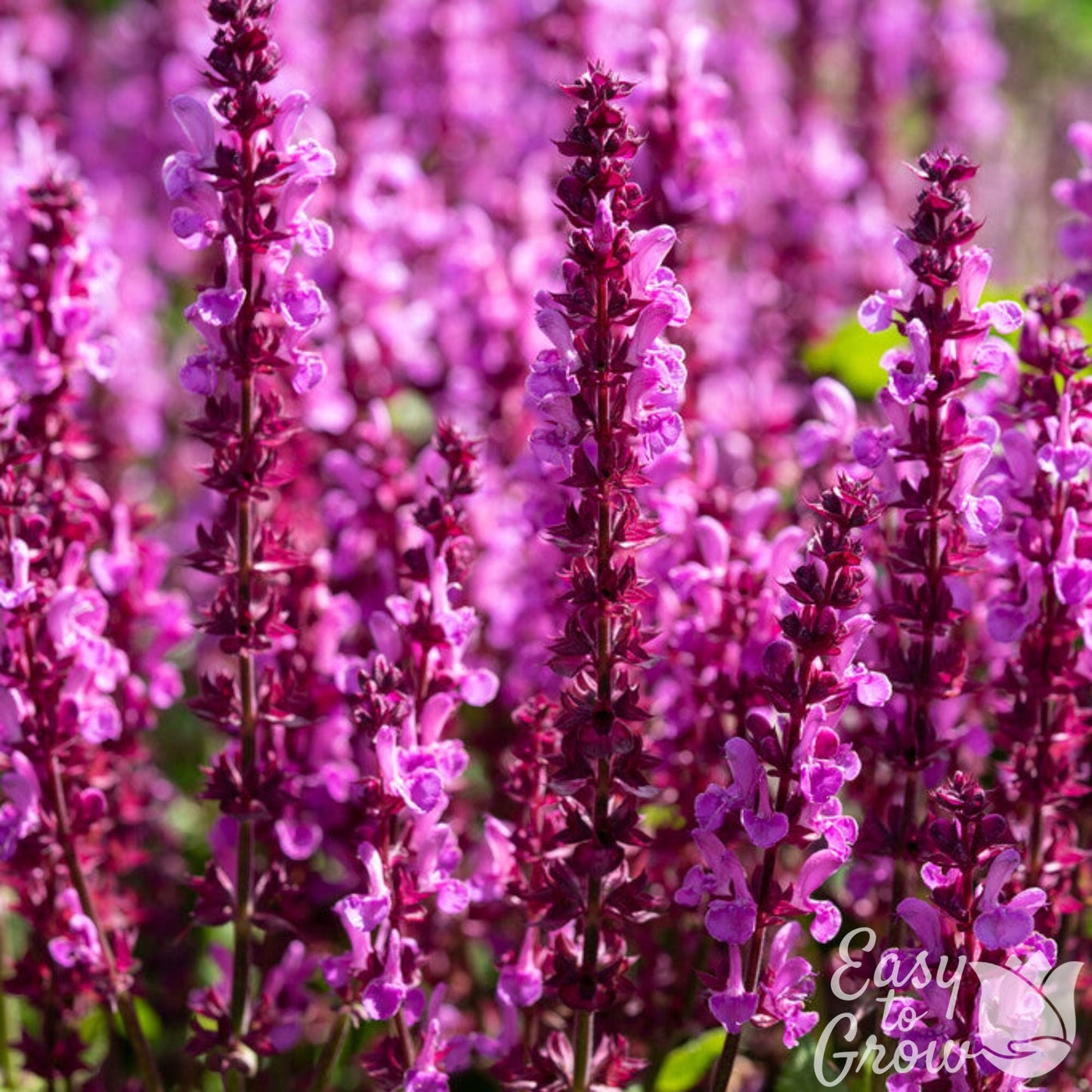 Salvia Lyrical Rose pink blooms up close