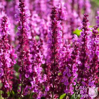 Salvia Lyrical Rose pink blooms up close