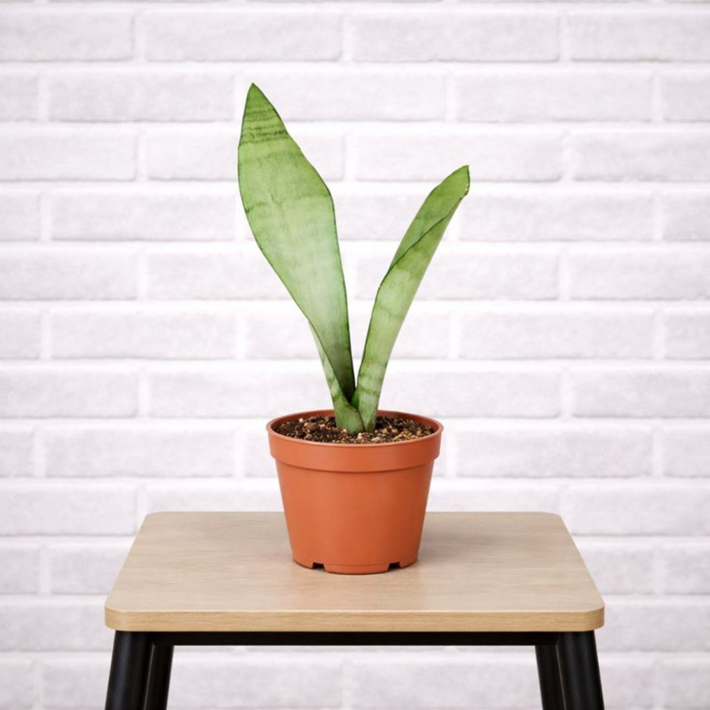 Sansevieria Moonshine houseplant in grower pot on a stool.