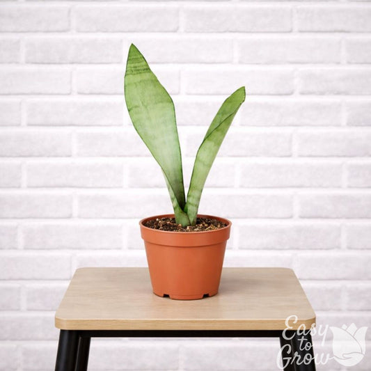 Sansevieria Moonshine houseplant in grower pot on a stool.