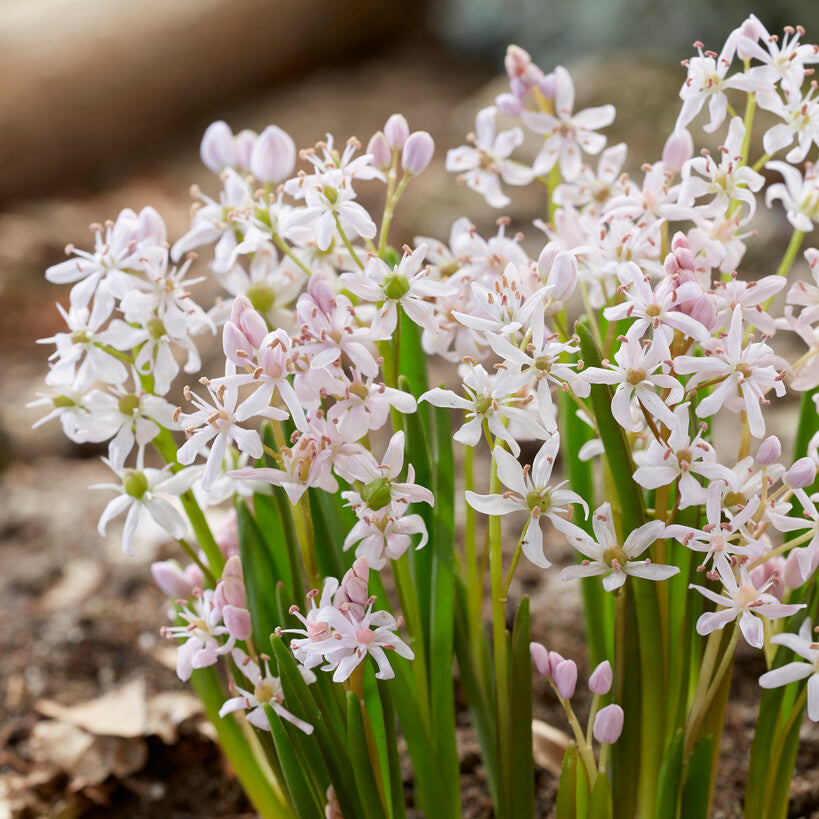 Pink Scilla Bifolia Rosea