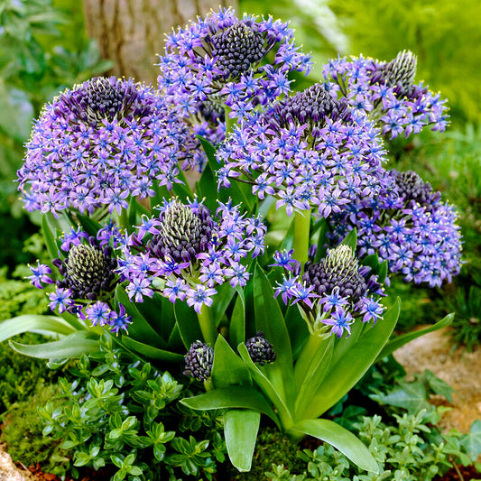 Scilla Peruviana