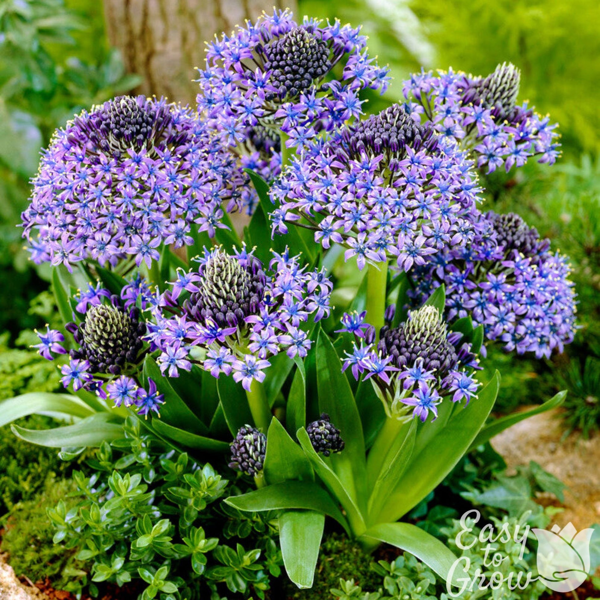 Scilla Peruviana violet-blue flowers in bloom