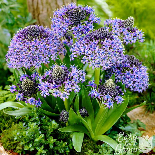 Scilla Peruviana violet-blue flowers in bloom