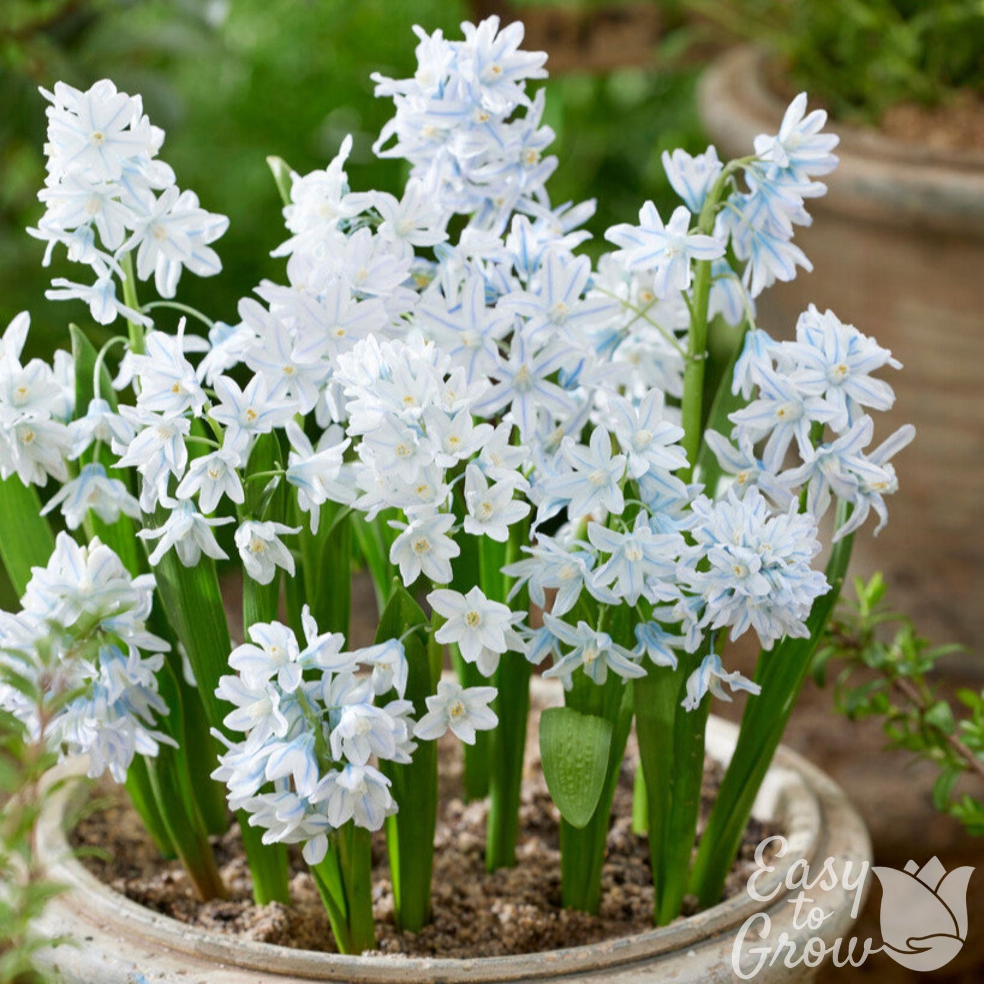 Scilla Striped Squill blue and white flowers growing in a pot.