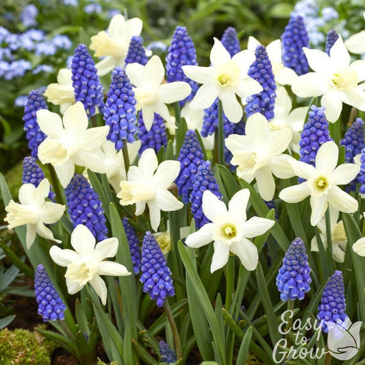 blue muscari and white daffodil blooms
