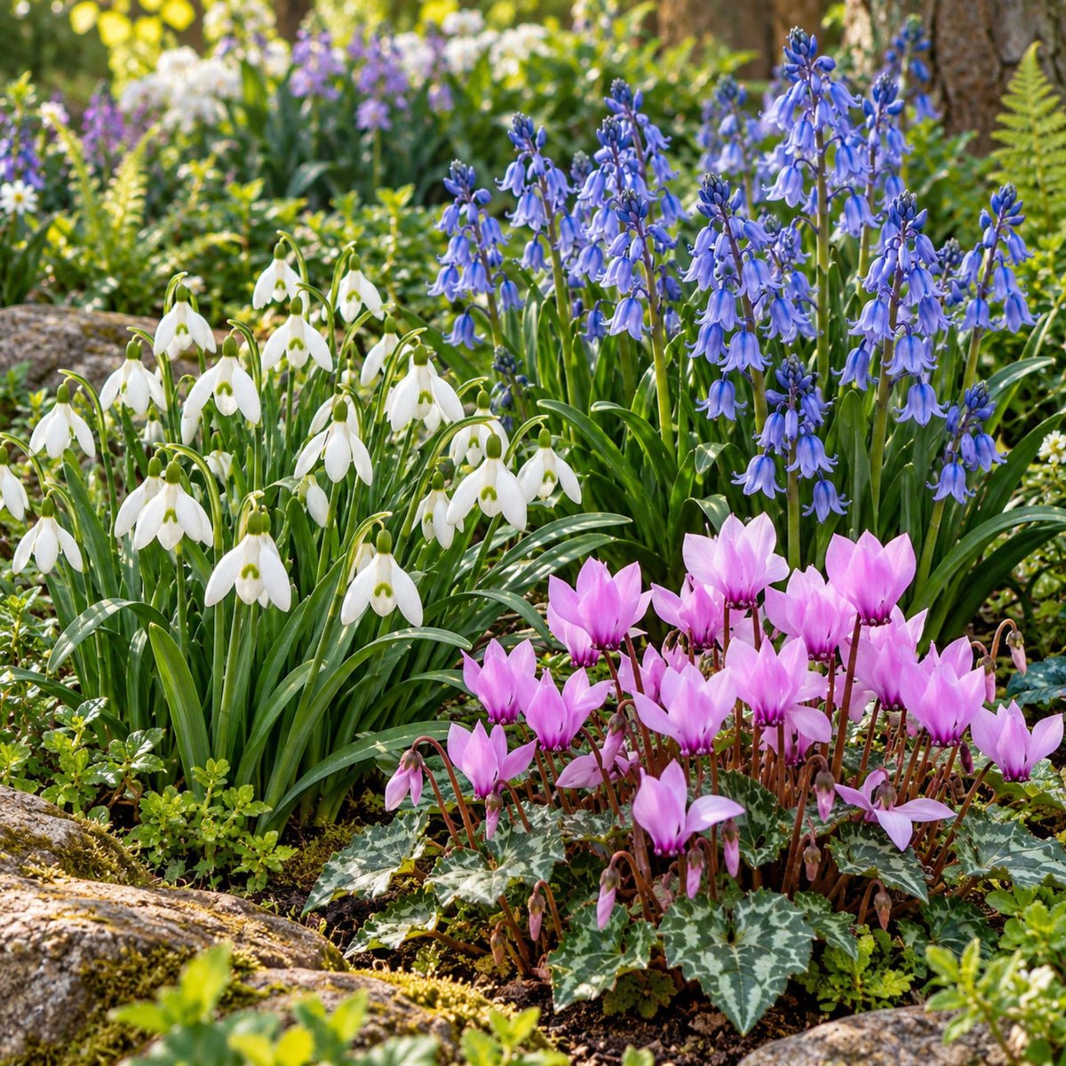 Galanthus, Spanish Bluebells and Cyclamen in Bloom in a Garden