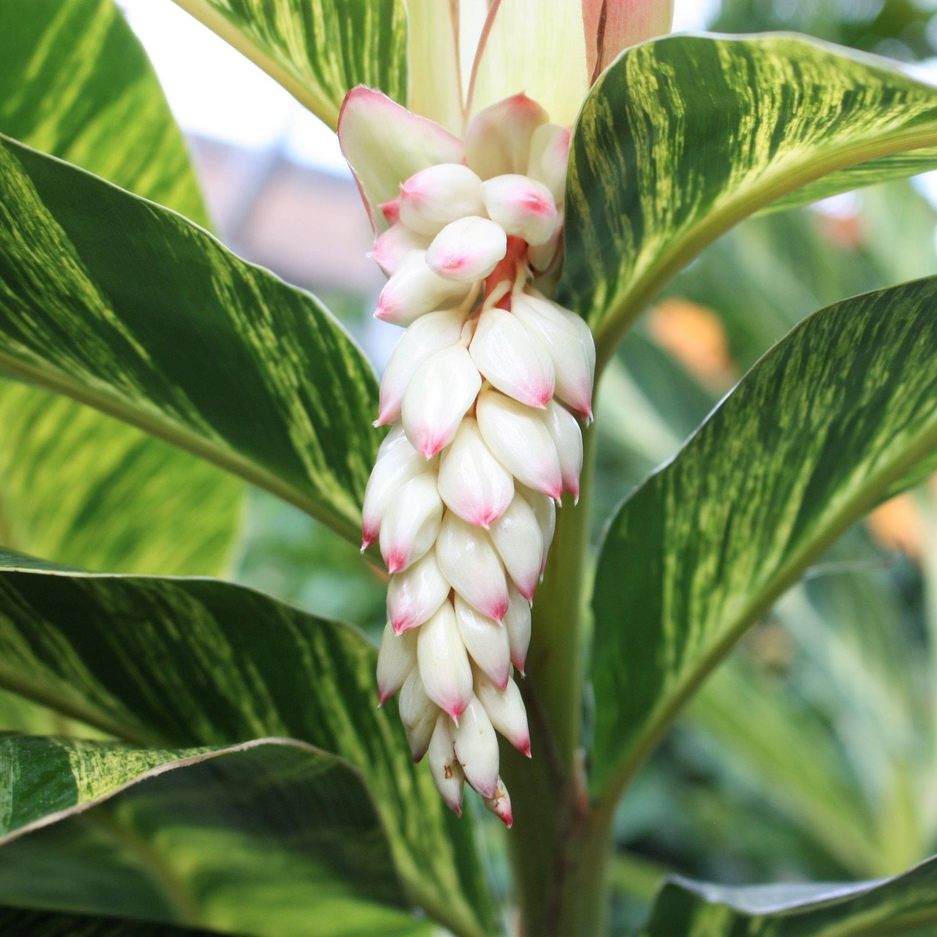 variegated ginger plant care indoor Easy to Grow Bulbs Ginger