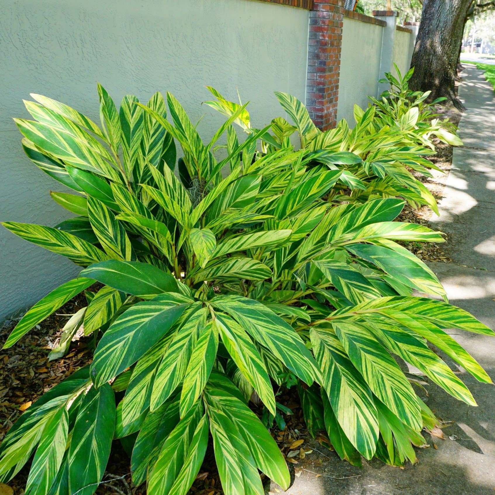 Shell Ginger Plan Variegated Shell Ginger Potted Plant – Easy To Grow Bulbs