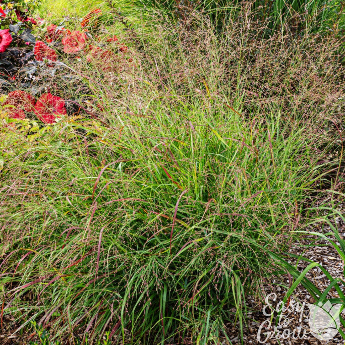 Panicum virgatum Shenandoah Grass with little blooms