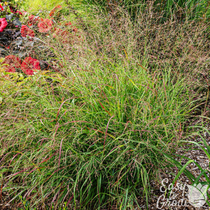 Panicum virgatum Shenandoah Grass with little blooms