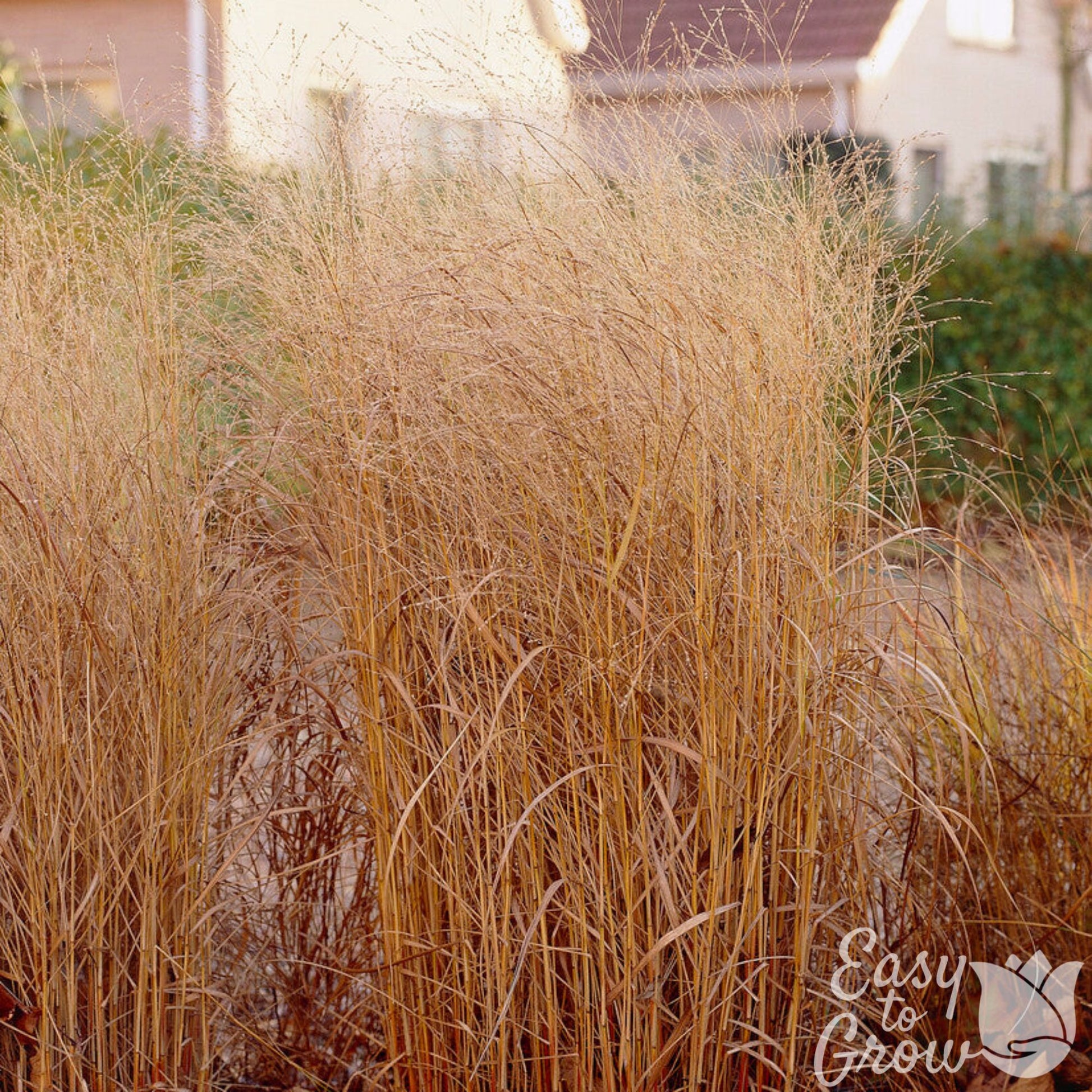 Panicum virgatum Shenandoah Grass in the fall