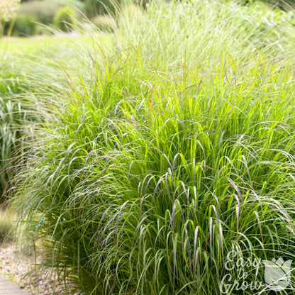 Panicum virgatum Shenandoah Grass in the garden
