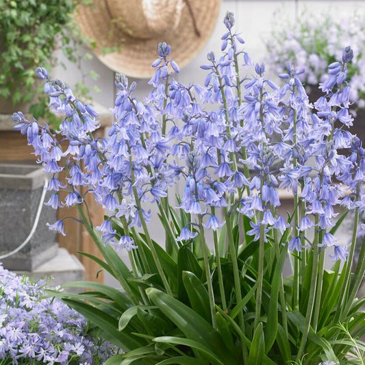 Spanish Bluebells in Pot