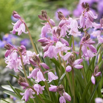 Pink Hyacainthoides Flowers