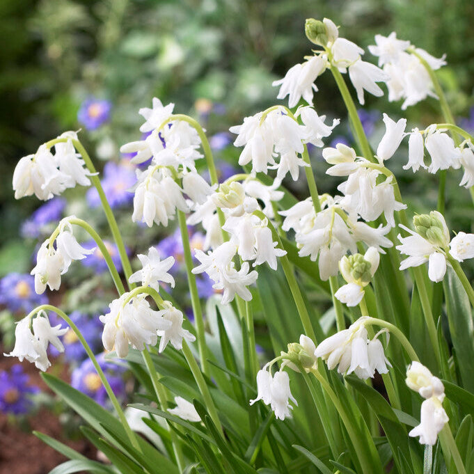 Hyacinthoides Alba White