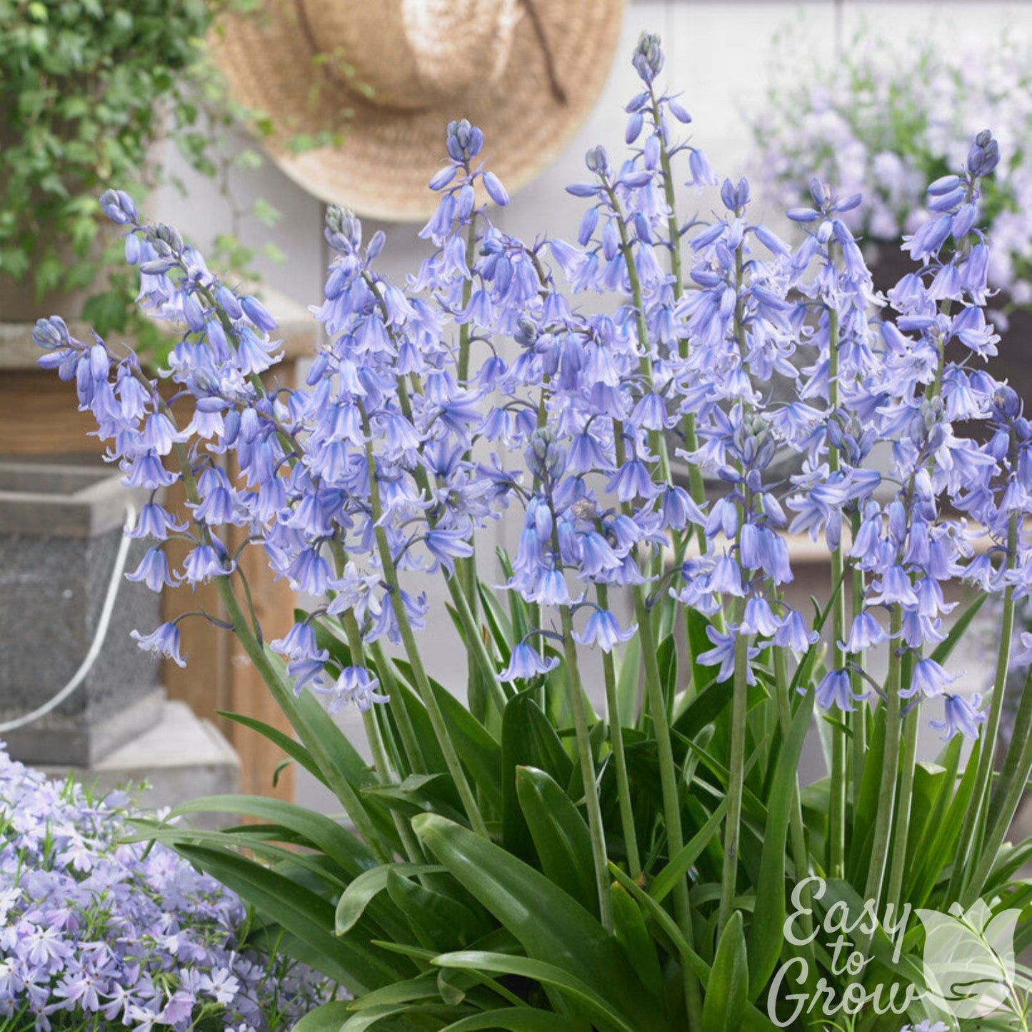 Spanish Bluebells in Pot