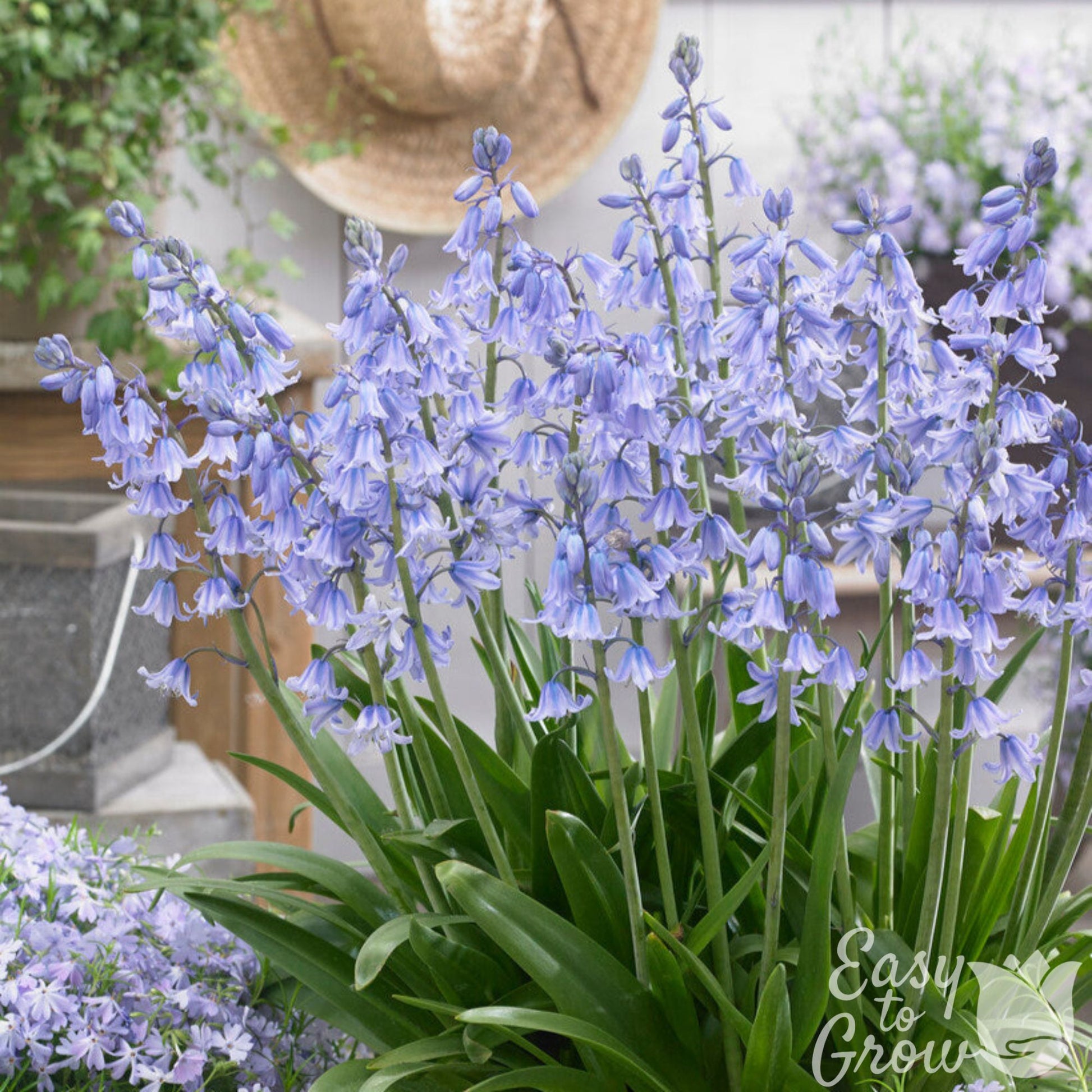 Spanish Bluebells in Pot