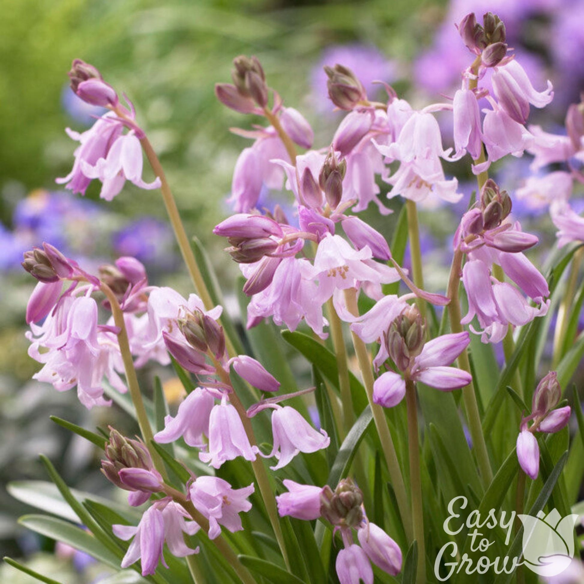 Pink Hyacainthoides Flowers