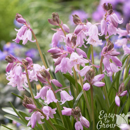 Pink Hyacainthoides Flowers