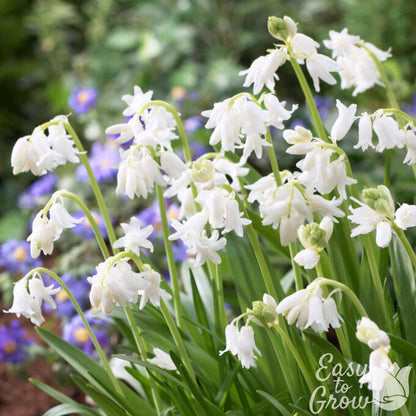 Hyacinthoides Alba White in bloom