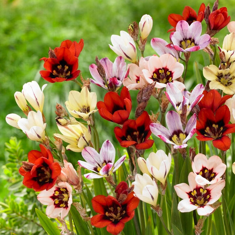 Mixed Sparaxis Flowers