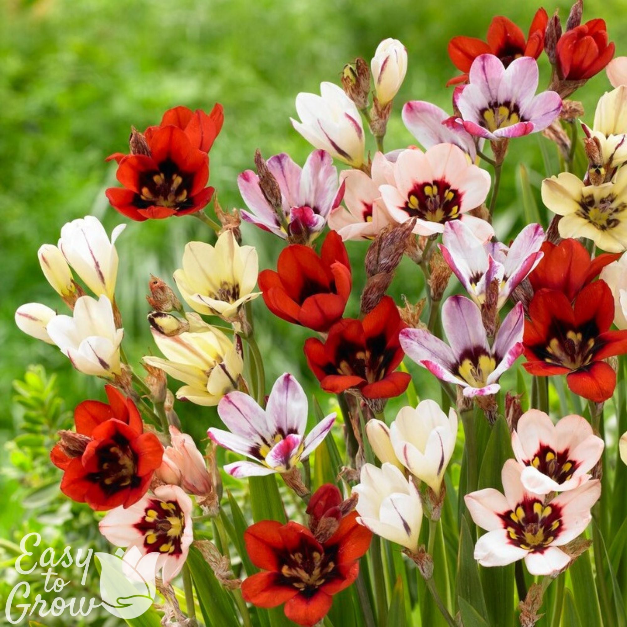 Gorgeous & Vibrant Sparaxis Bulbs for Sale | Big Party Mix – Easy