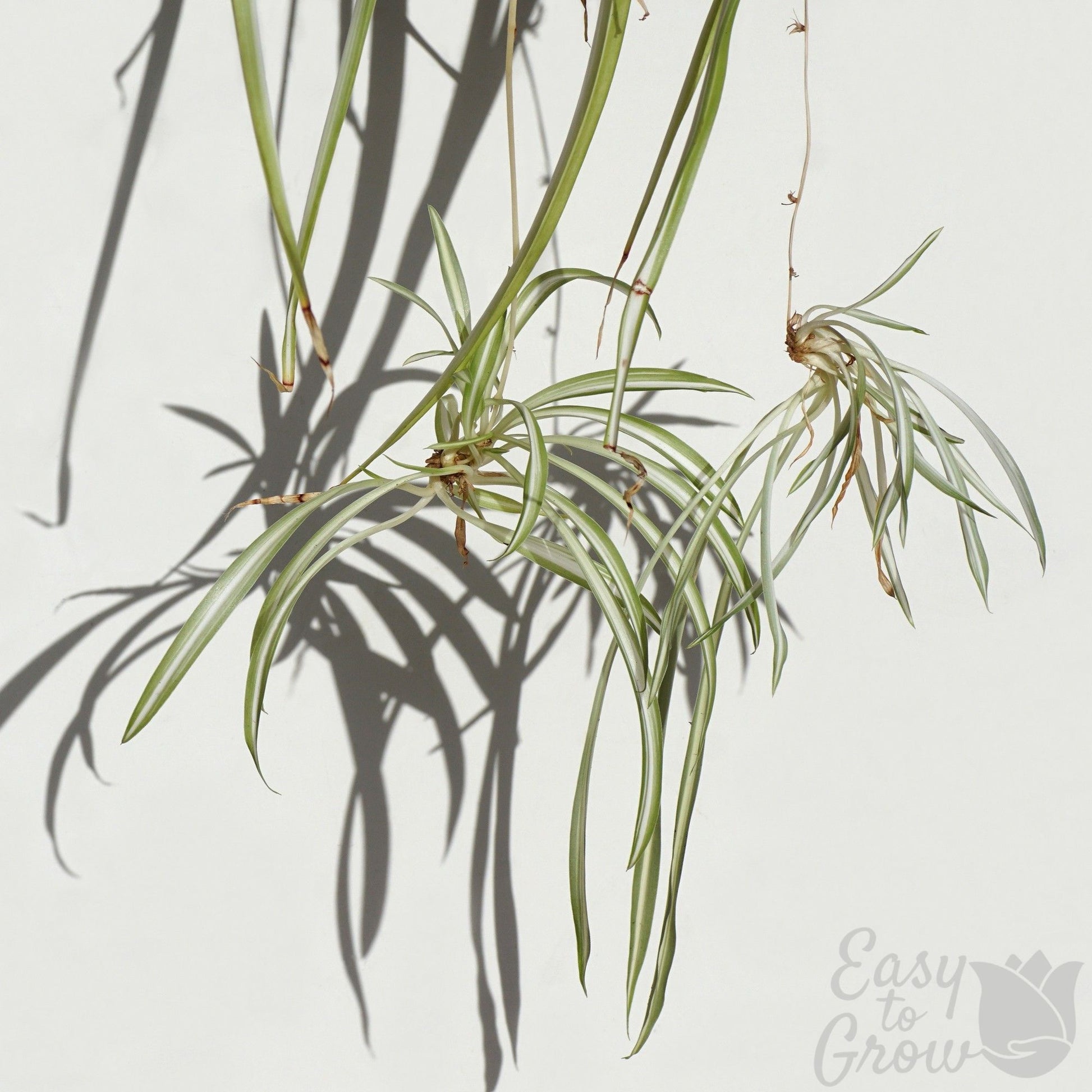long stem spider plant Spider Plant Variegated Houseplant – Easy To Grow Bulbs