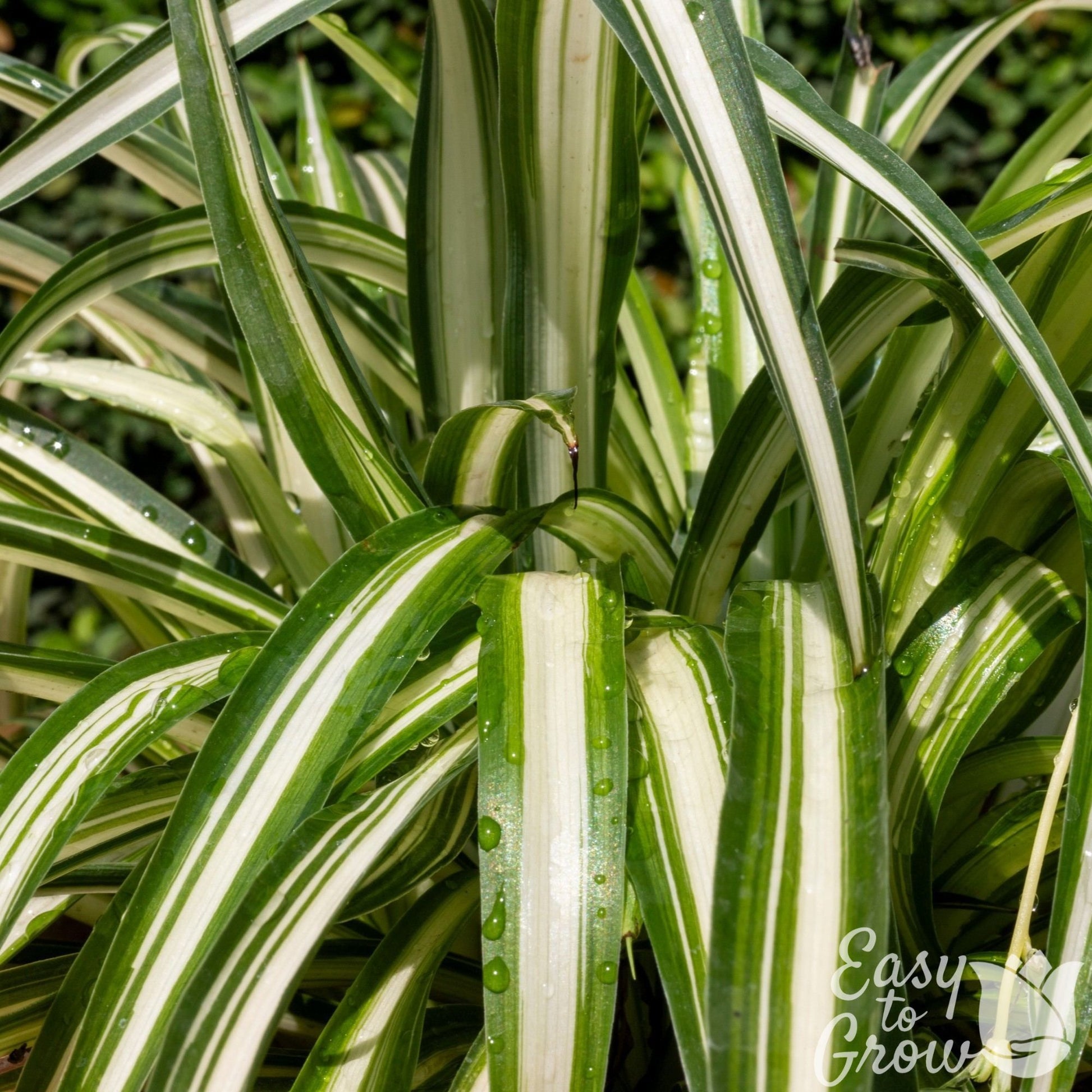verigated house plants Spider Plant Variegated Houseplant – Easy To Grow Bulbs