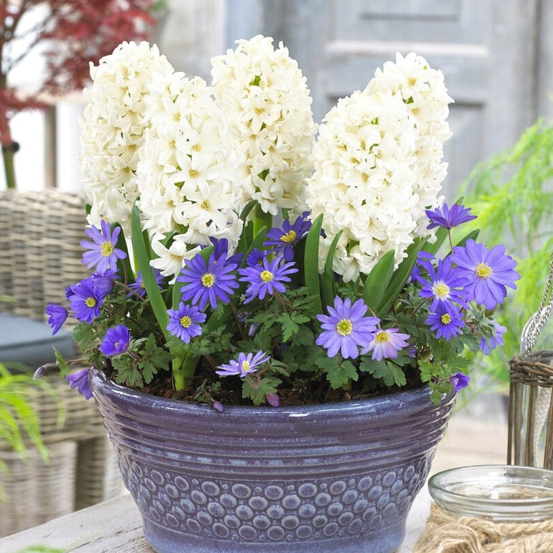 Spring Breeze Blend - Anemone & Hyacinth