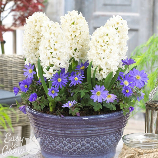 white hyacinth and blue anemone flowers planted in a large pot