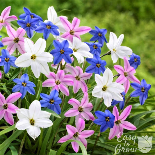 Pink, Blue, & White Starflowers